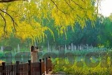 麻豆免费小视频-麻豆镜像，小视频的风潮与批判视野