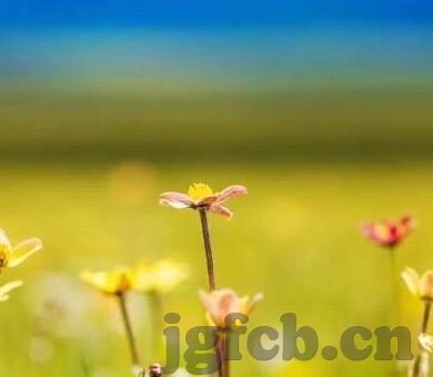 糖心直播app软件-洞察网络直播新风口，糖心直播APP的全方位解析